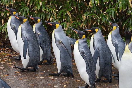 Kráľ tučniak, Zoo, chôdze