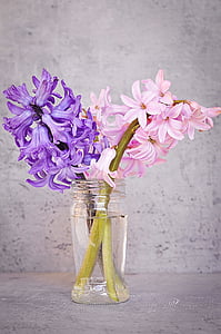 hyacinth, pink, blue, flower, pink flower, blue flower, fragrant flower