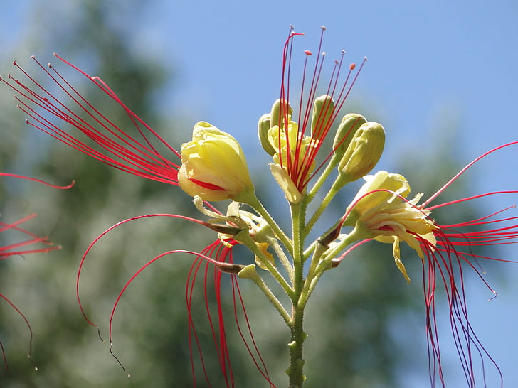 Флора, жовтий, червоний, Перу пильовик, квітка, Природа