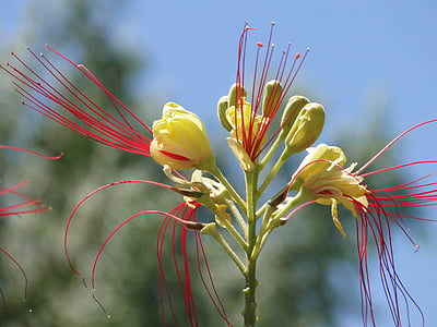 Flora, dzeltena, sarkana, feather duster, puķe, daba