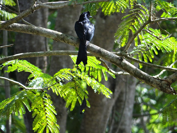 ketcher-tailed drongo, fugl, dicrurus remifer, dandeli, Karnataka, Indien