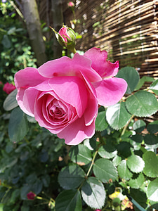 Rambler, vaaleanpunainen, kukka
