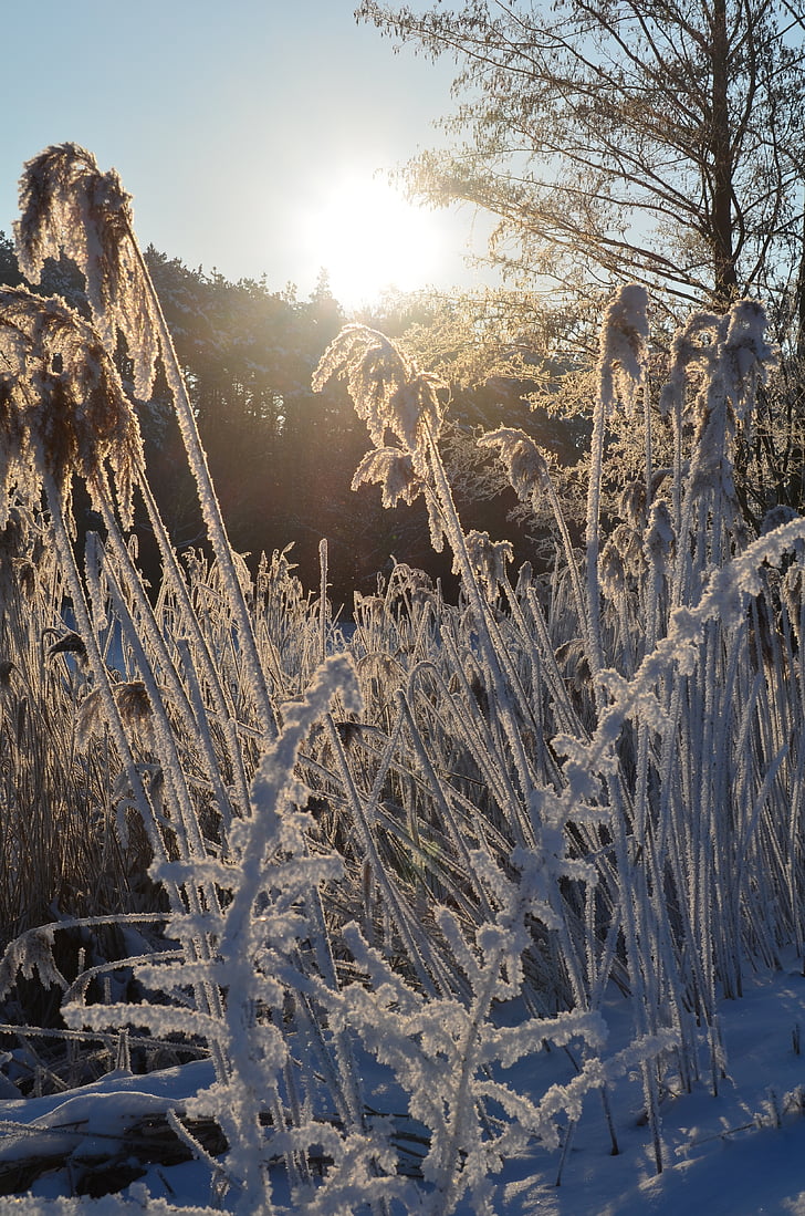 Eiskristalle, Winter magic, kalla, fryst, vinter, soluppgång