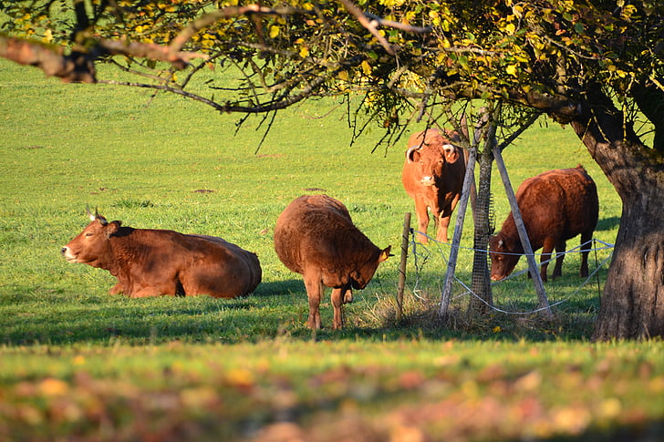 vaca, árbol, naturaleza, ganado, hierba, Prado, país