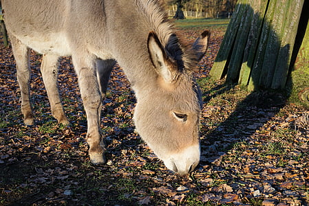 donkey, animals, nature, rural, cute, ears, donkey eats