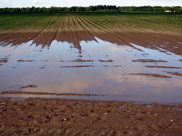 arable, field, flood, wet, ground, agriculture, landscape