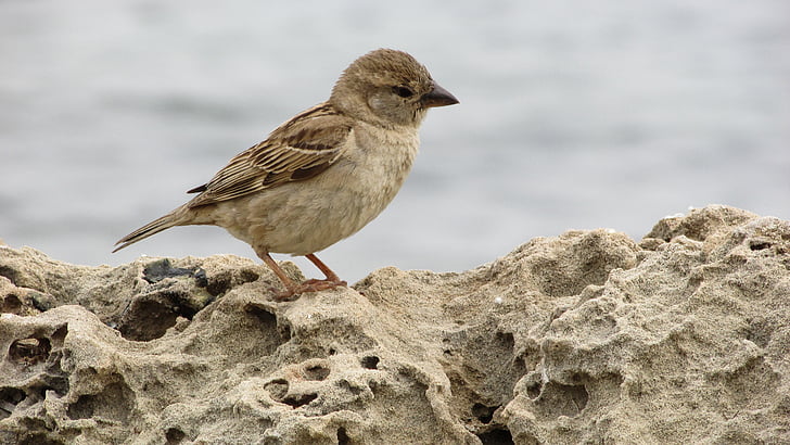 Sparrow, mladý, Fajn, malé, pták, zvíře, Kypr