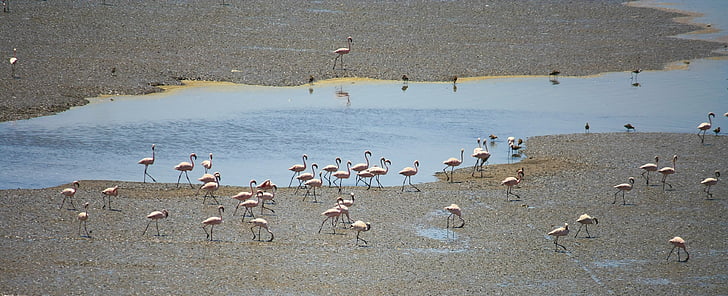flamingai, paukščiai, Indija, pulko, vandens, paukštis, Gamta