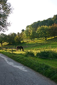 horse, coupling, pasture, paddock, graze, meadow, animal