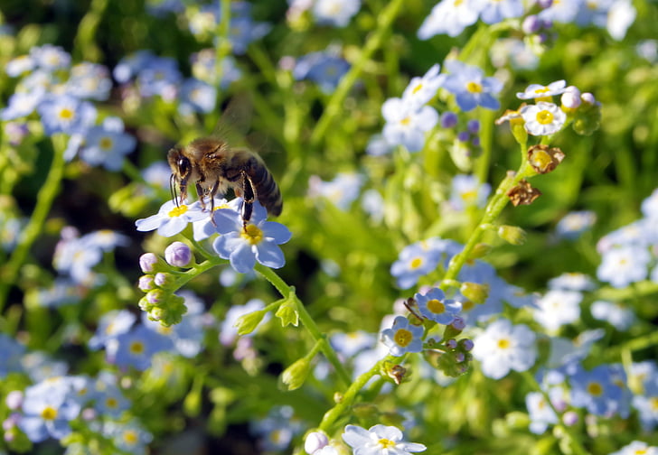 pobres, flors, abella, pol·linització, polinització, blau, la delicadesa
