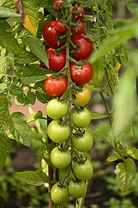夏季, 别墅, elitexpo, 植物, 蔬菜, 番茄, 红色