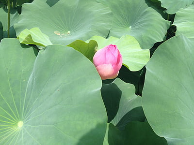 Lotus, tiik, Tiigi taimed, lilled, suvel
