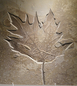 Acer, blad, Eoceen, Impressum, vorm, fossiele, plant