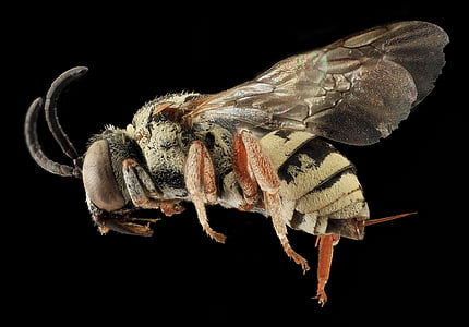 pčela, zatvoriti, najmanji stražnjični epeolus, letjeti, pčela, kukac, makronaredbe