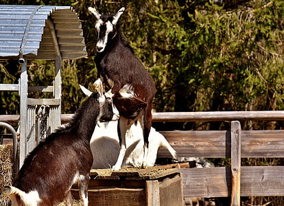 goats, play, animals, cute, wildlife photography, animal world