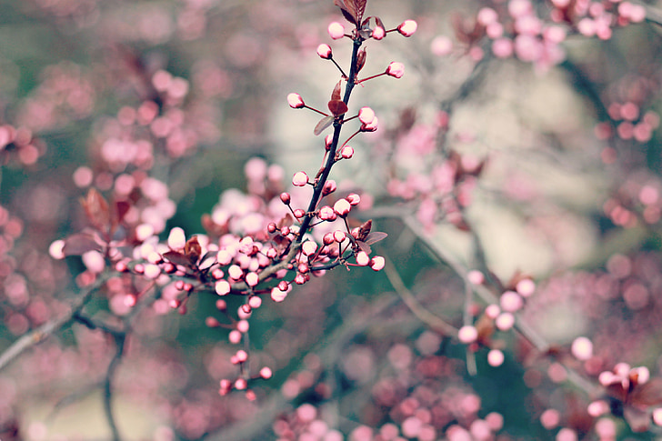 våren, blomma, Blommande träd, solsken, Vårens blommor, blommor, mandulavirág