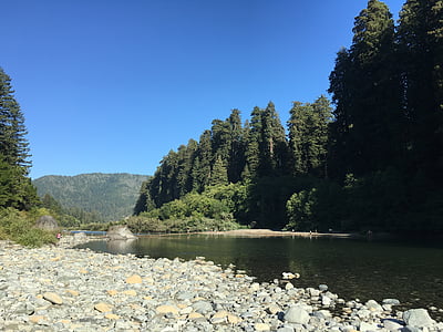 Jedediah smith redwood state park, Sjedinjene Američke Države, sekvoja, priroda, šuma, drvo, vode