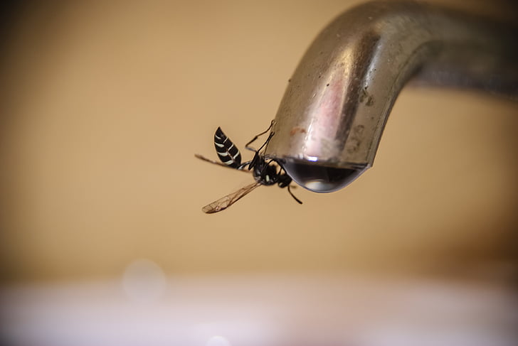 Hornet, rovar, makró, utolsó csepp a pohárban, állat, természet, közeli kép: