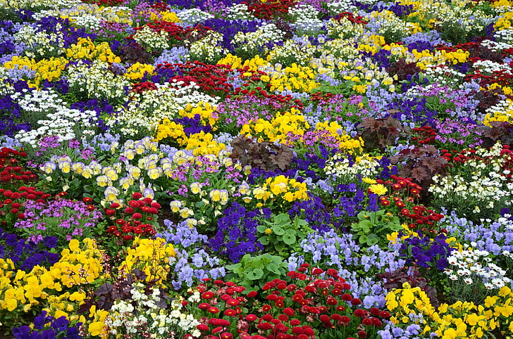 fleurs, Couleur, coloré, lit, nature, multicolore, Voir la jardin