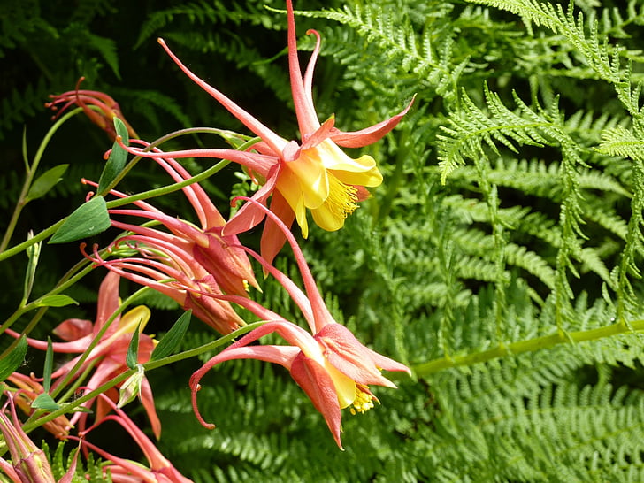 Akelei, Wilde Blume, Waldrand, Natur, Bi-color