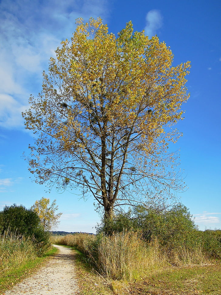 árbol, otoño, oro, hojas, muérdago, azul, cielo