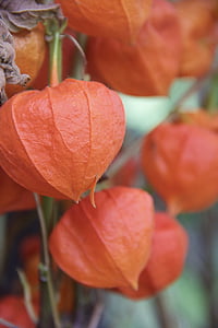 pianta, bacca di Ande, arancio