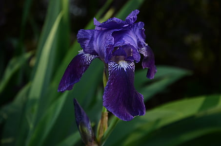 ungu, bunga, Blossom, mekar, violaceae, musim semi, alam