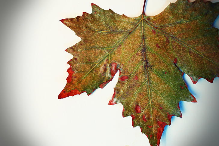 leaf, autumn, yellow sheet, autumn leaves, leaves, dry leaf, tree