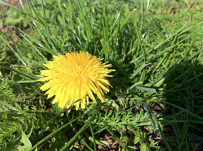 dandelion, meadow, pointed flower, bloom, blossom, plant, yellow