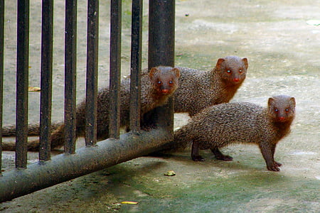 Mongoose, grå, indisk, mor, babyer, baby med mor, India