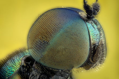 insect, eyes, macro, bug, colors, green, fly