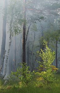styggkärret, conservation, burning for conservation, fire, burning, smoke, sweden
