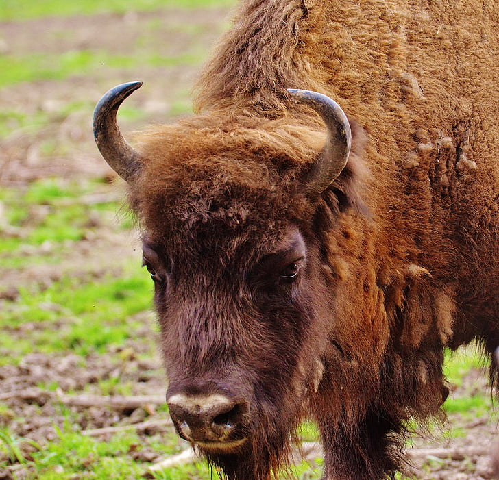 Bison, Wildpark poing, άγρια ζώα, Ζωικός κόσμος, ζώο