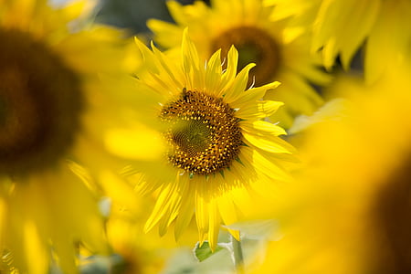 sun flowers, sunny, sun, flowers, sunshine, summer, color