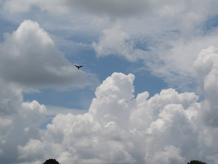 pilved, taevas, keskkond, cloudscape, kohev, kõrge, Õues