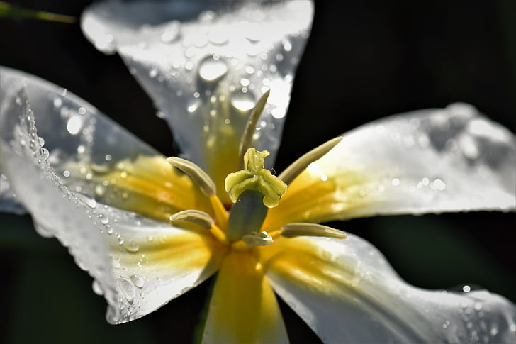 tulip, flower, bloom, drop of water, nature, blossom, plant