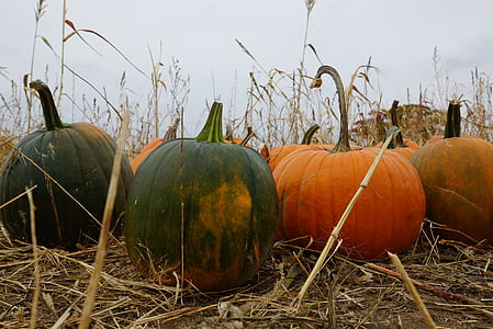 Halloween, labu, Oktober, musim gugur, liburan, tradisional, musiman