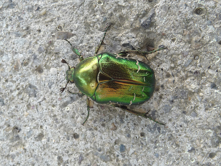 goudsmid, kever, metalen, groen, Rose chafer, bug, insect
