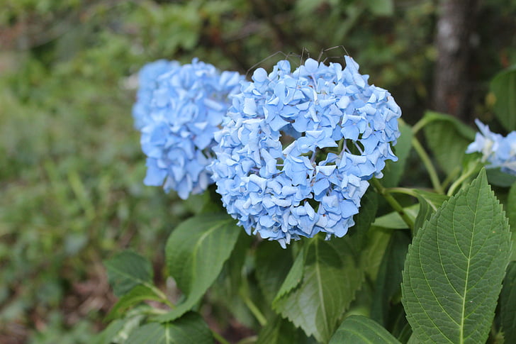 Hortensia, blauw, zomer, natuur, plant, bloem, paars