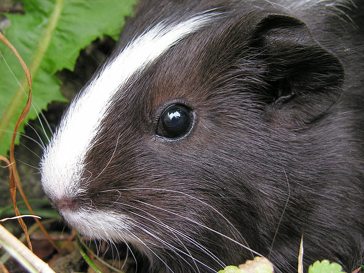 guinea-pig, black, female, head, eye, baldness, black and white