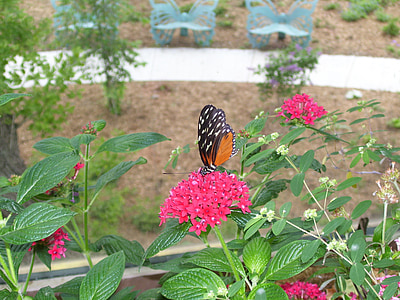 bướm, Sân vườn, Thiên nhiên, Hoa