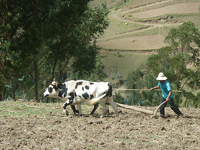krowy, gospodarstwa, zwierzęta gospodarskie, pole, zamontować, krajobraz, Natura