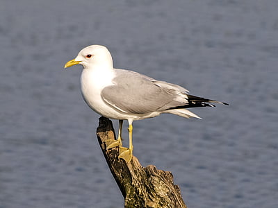 Mew gull, Seagull, burung, burung air, alam, hewan