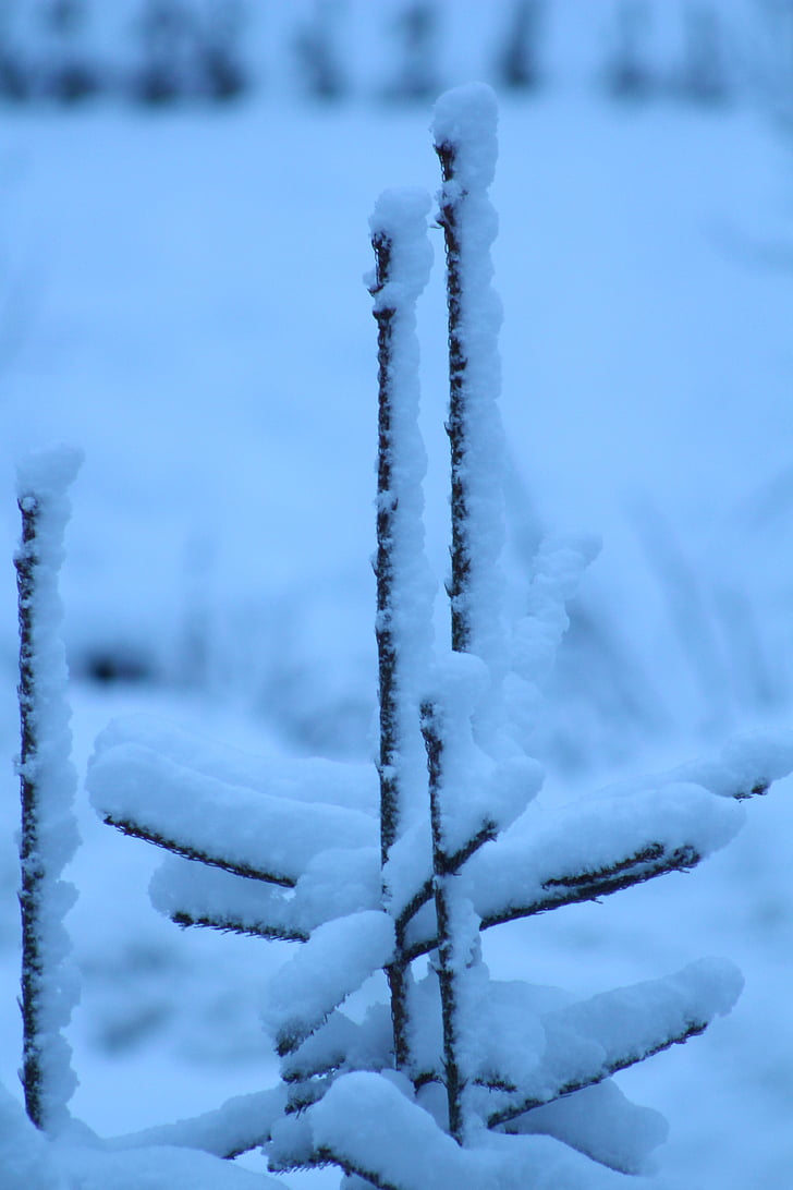 lumi, puu, talvel, külm, loodus, Frost