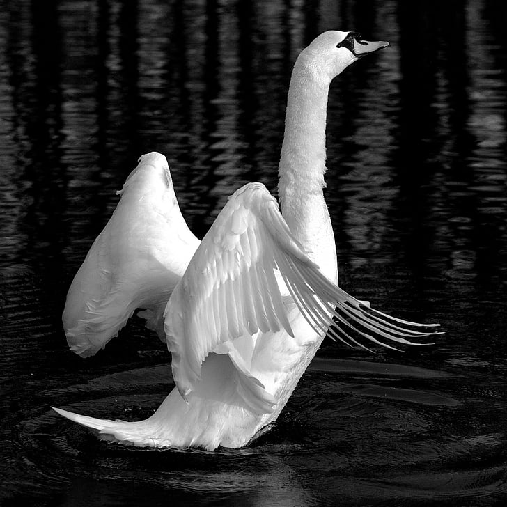 Swan, zviera, jazero, biela, vták, otvorené krídla, uniknúť