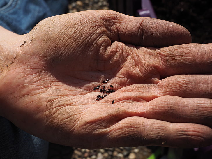 seeds, lavender seeds, flower seeds, see, sowing, hand, gardener