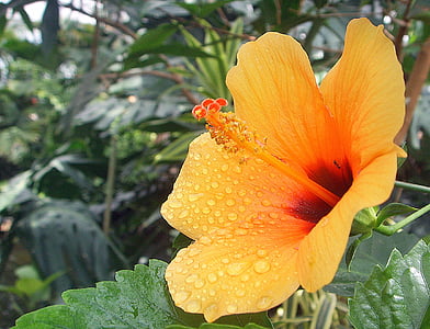 Hibiscus, kvet, kvet, vody, Drip, dažďová kvapka, žltá