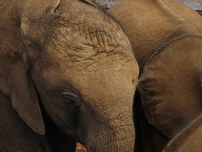 elefant, Baby, pachyderm, pattedyr, kalv, Kenya, fauna
