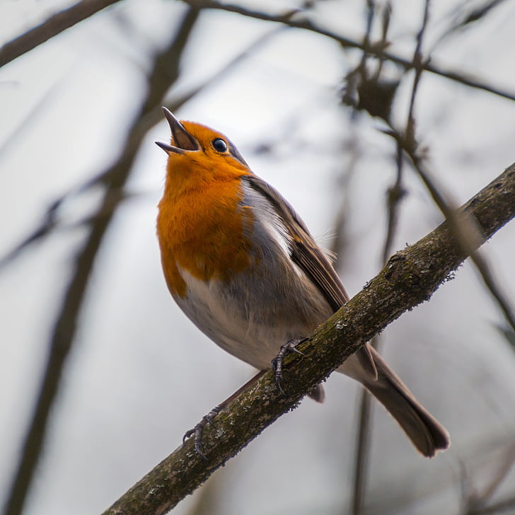 Robin, rotbrüstchen, Twitter, twitters, pjeva, pjevanje, ptica