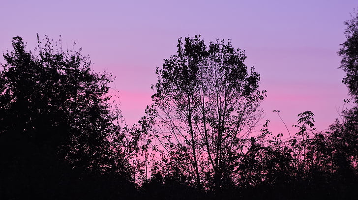 Sunset, taevas, puud, Horizon, videvik